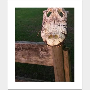 Alligator Skull Posters and Art